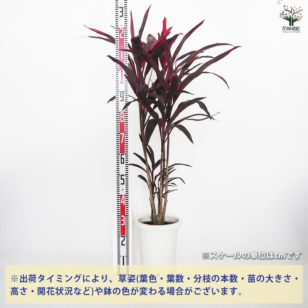 コルディリネ アイチアカ 【観葉植物 8号／1個売り】｜ 【植物の