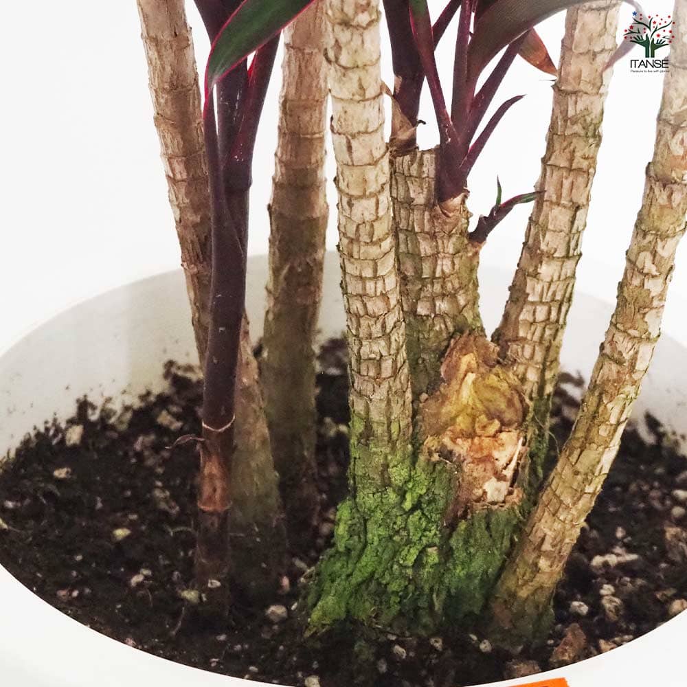 引取★コルジリネ　アイチアカ　曲がり　8号　観葉植物　赤ドラ コルディリネ アイチアカ 【観葉植物 8号／1個売り】｜ 【植物の