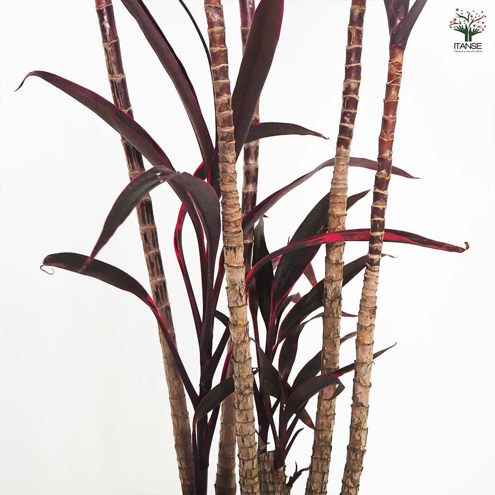 引取★コルジリネ　アイチアカ　曲がり　8号　観葉植物　赤ドラ コルディリネ アイチアカ 【観葉植物 8号／1個売り】｜ 【植物の