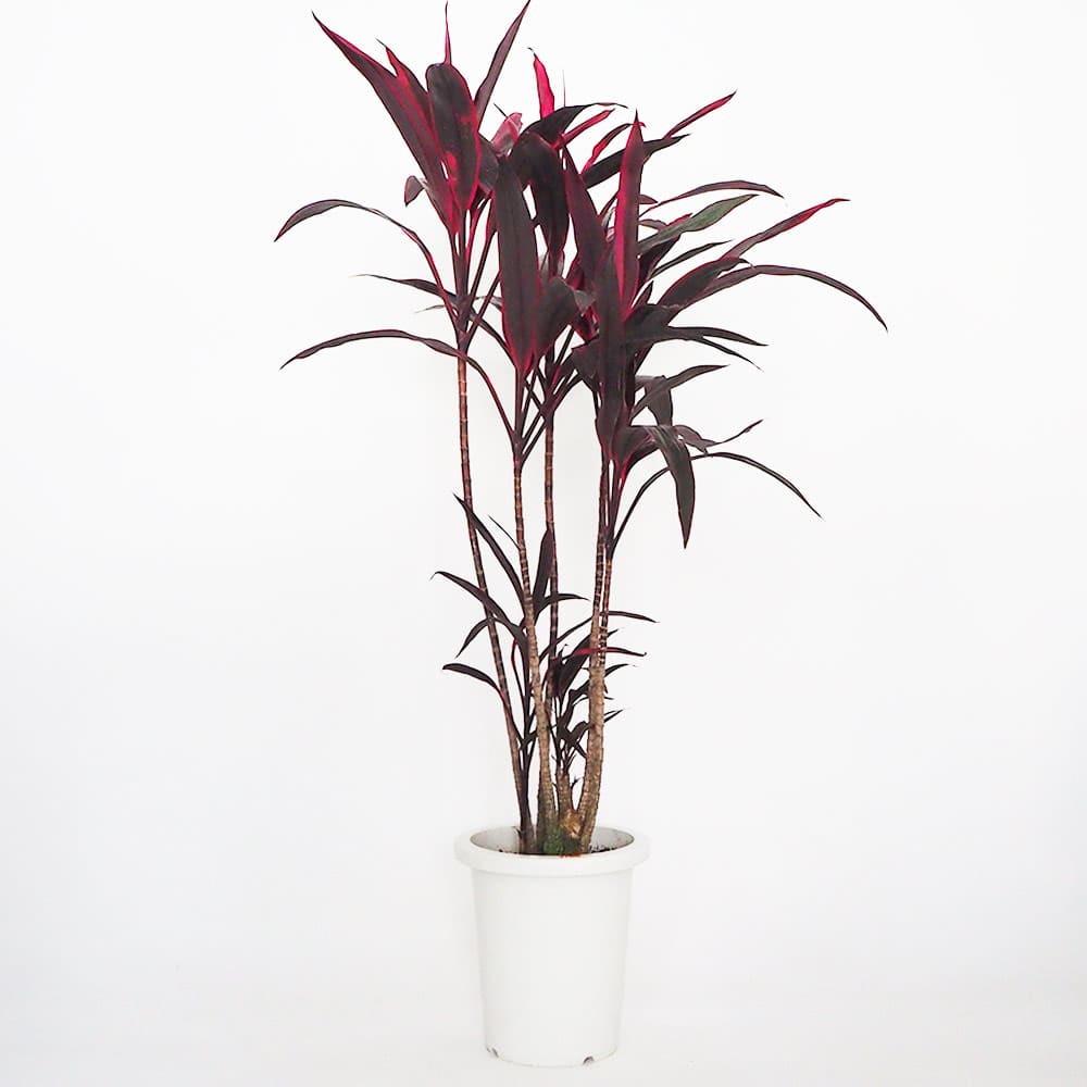 コルディリネ アイチアカ 【観葉植物 8号／1個売り】