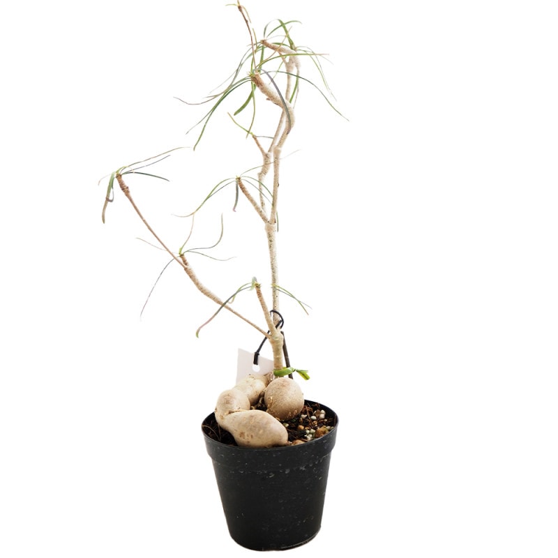 ムスカリ ホワイトマジック 【花球根 10球】｜ 【植物のITANSE