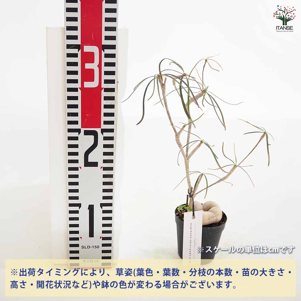ユーフォルビア ヘディオトイデス 【観葉植物 2.5号】｜ 【植物