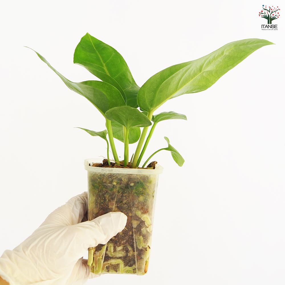 観葉植物 アンスリウム フーケリー 【観葉植物 2.5号】｜ 【植物