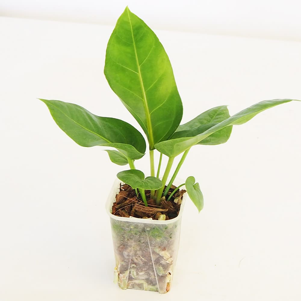 新品同様 観葉植物 【植物 2.5号】｜ 【観葉植物 フーケリー アンスリウム その他観葉植物