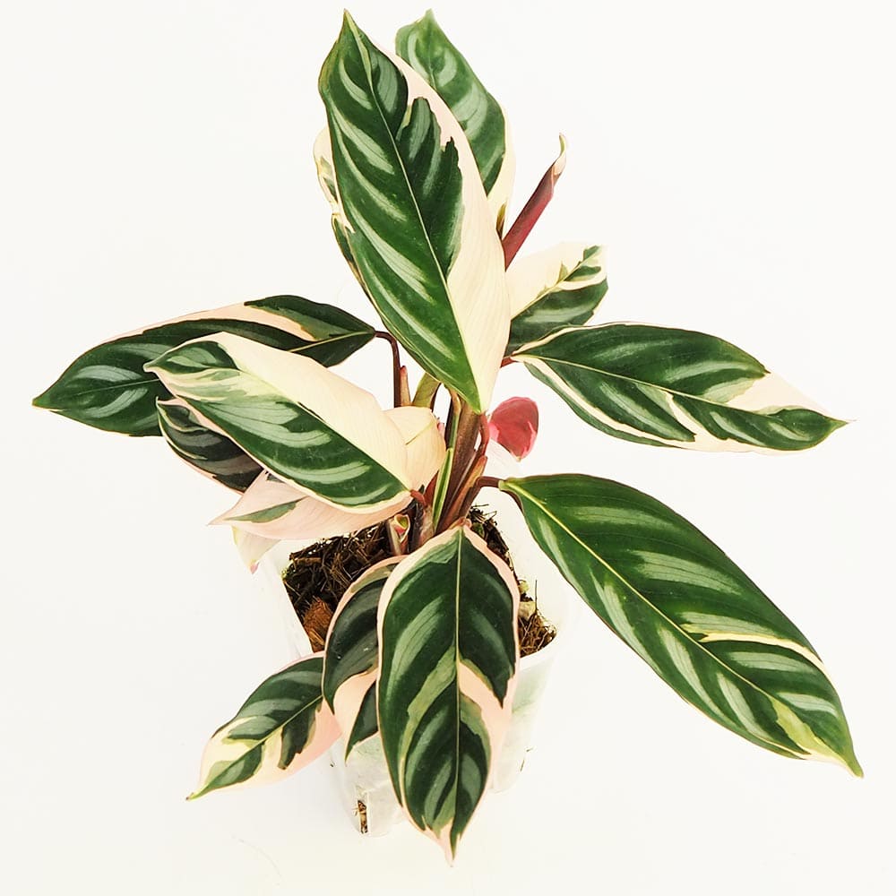 観葉植物 クテナンテ オッペンハイミアナ トリカラー 【観葉植物 2.5号】