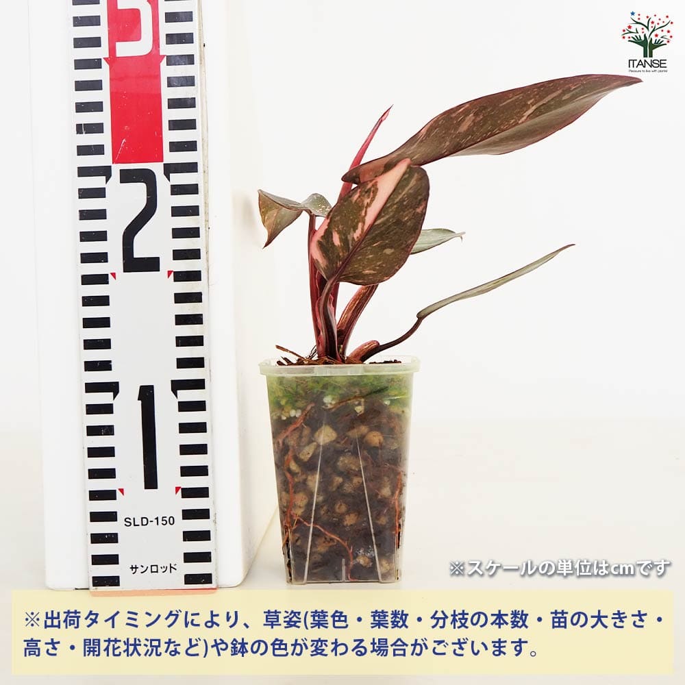 フィロデンドロン ピンクプリンセス（ピンク極斑）7株まとめ売りセット フィロデンドロン ピンクプリンセス（ピンク極斑）7株まとめ売り