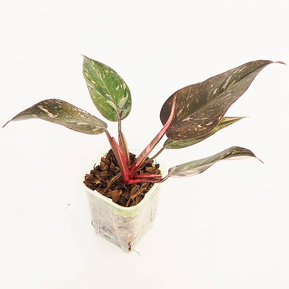 フィロデンドロン ピンクプリンセス ギャラクシー 【観葉植物 2.5号／1個売り】