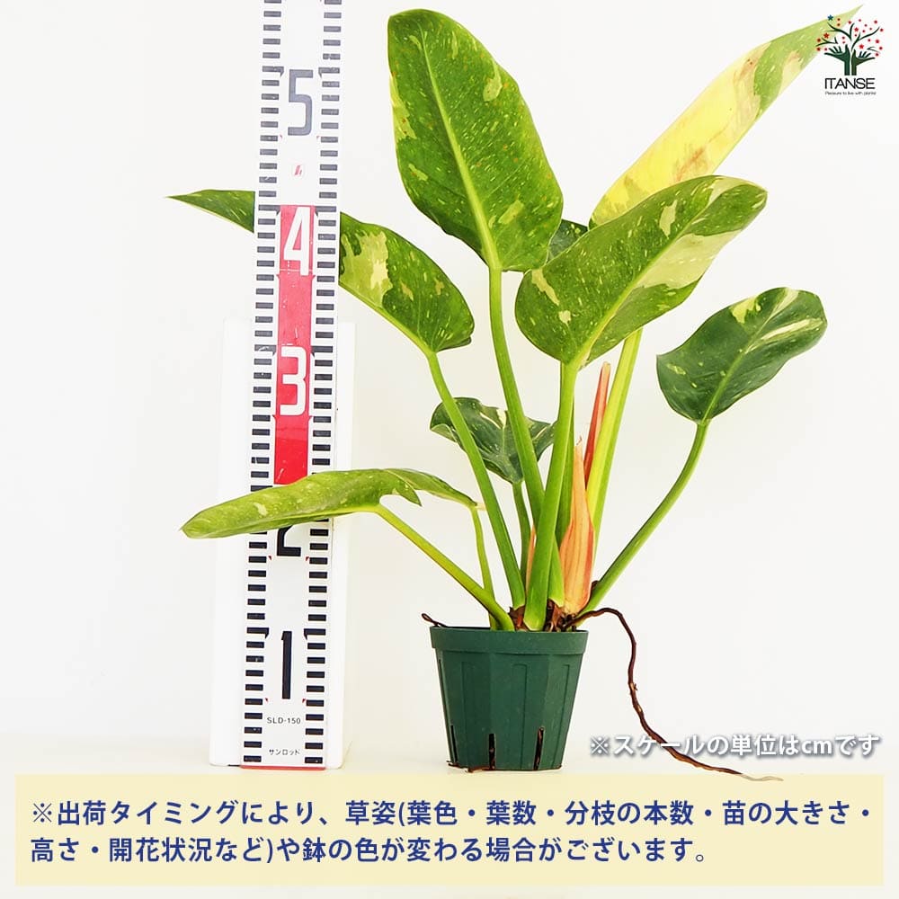フィロデンドロン グリーンコンゴ 【観葉植物 4号／1個売り】｜ 【植物