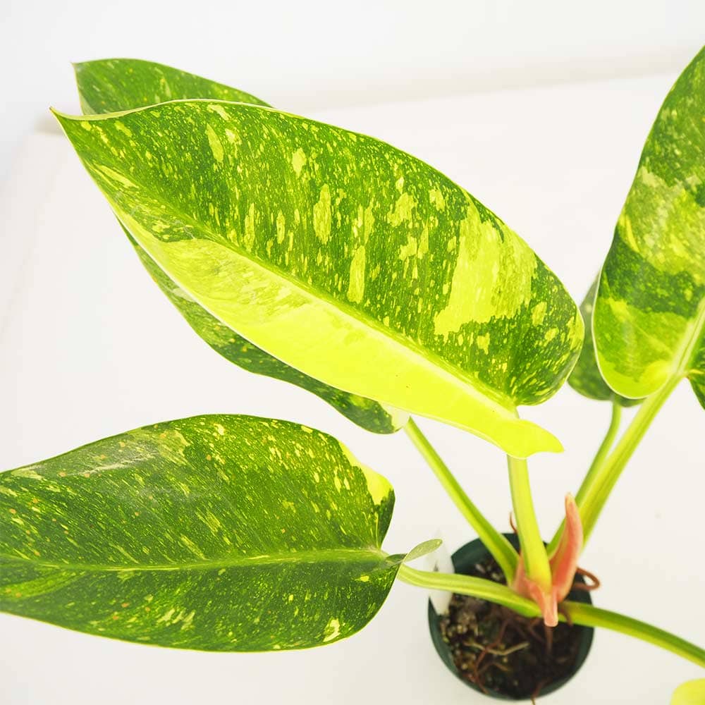 フィロデンドロン グリーンコンゴ 【観葉植物 4号／1個売り】