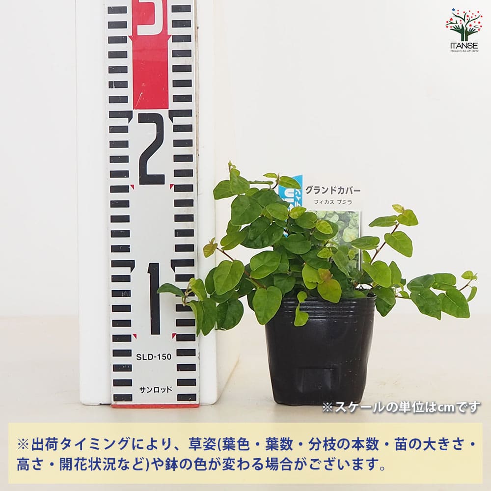 フィカス プミラ(緑葉)2個～ 【観葉植物 3号】｜ 【植物のITANSE