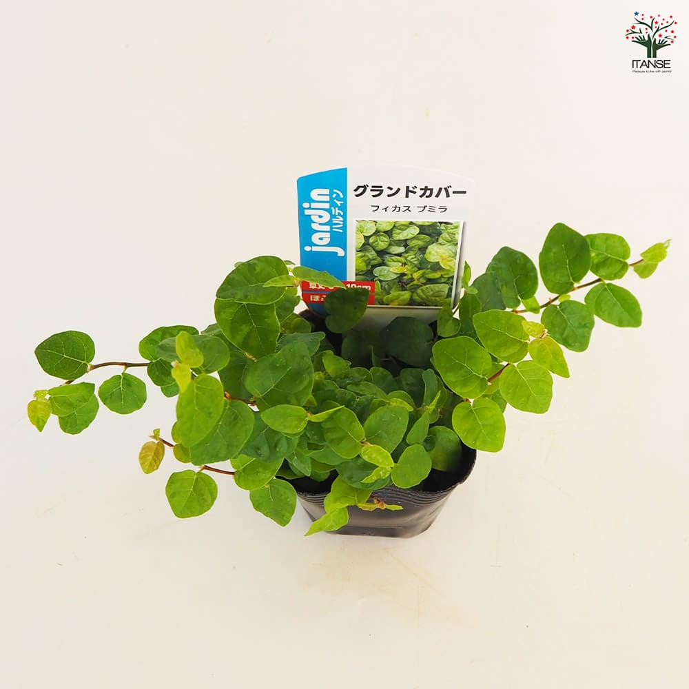 フィカス プミラ(緑葉)2個～ 【観葉植物 3号】｜ 【植物のITANSE