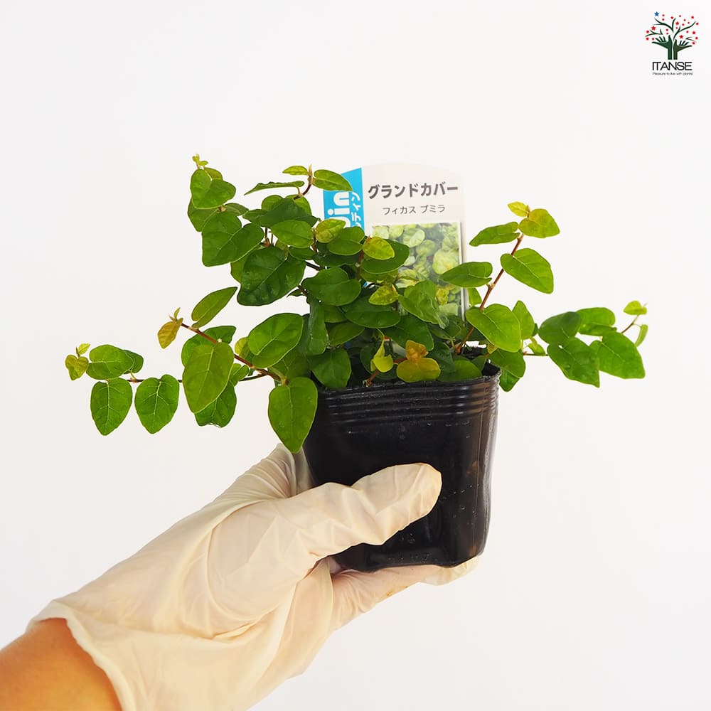 フィカス プミラ(緑葉)2個～ 【観葉植物 3号】｜ 【植物の