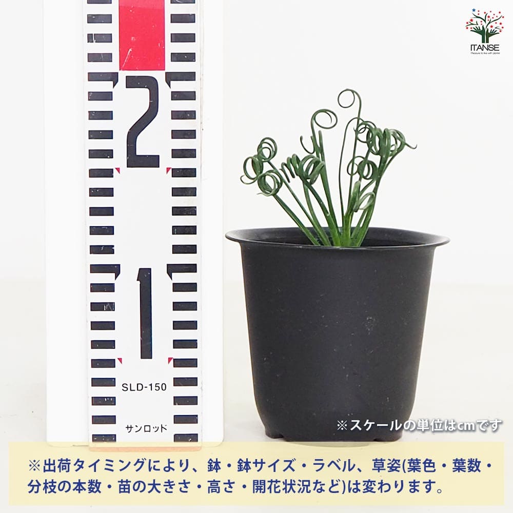 観葉植物 アルブカ スピラリス 【観葉植物 4号】｜ 【植物の