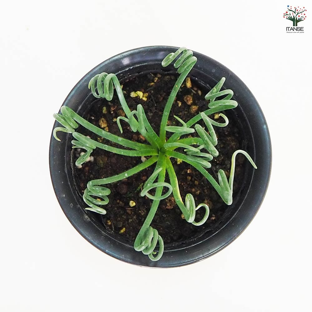 観葉植物 アルブカ スピラリス 【観葉植物 4号】｜ 【植物の