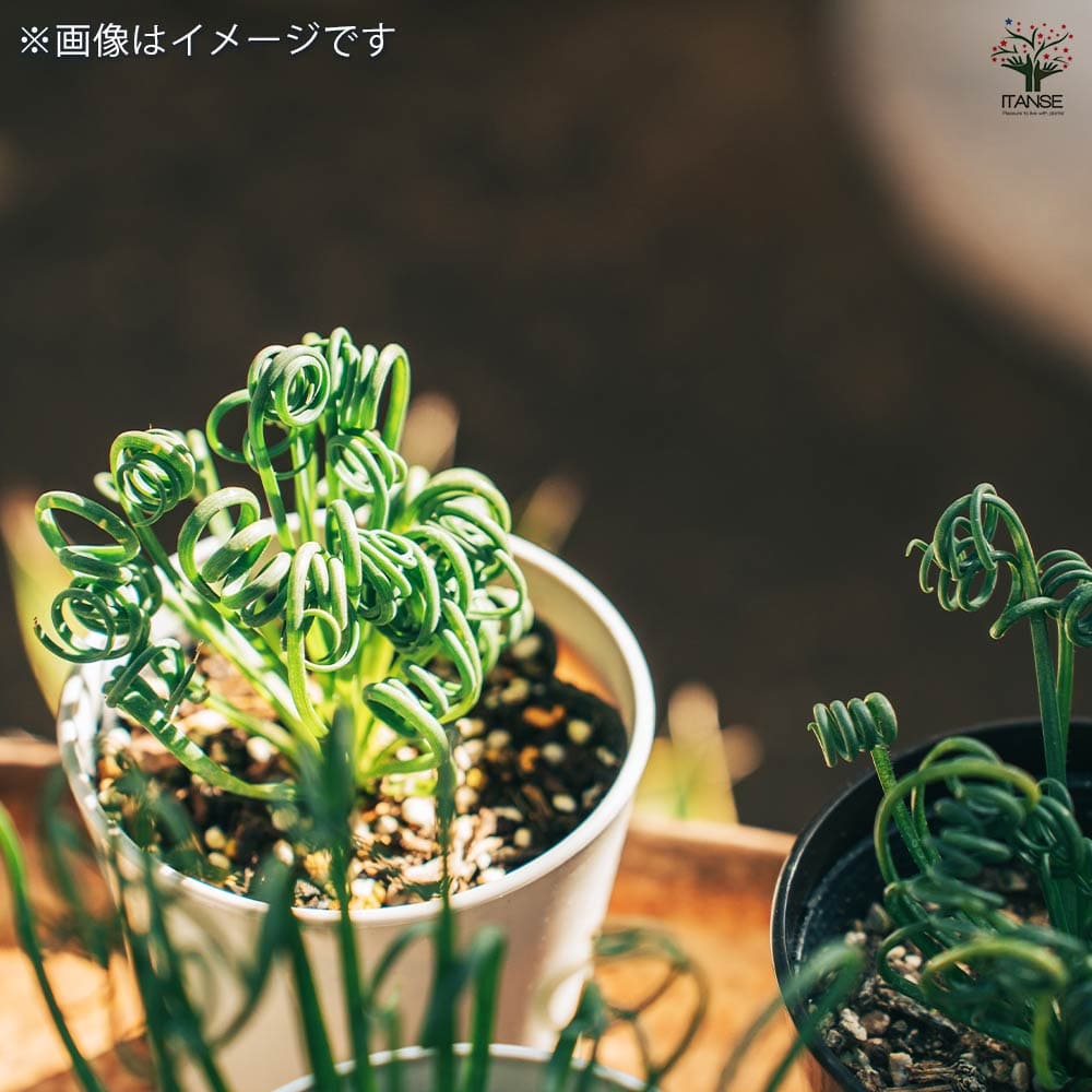観葉植物 アルブカ スピラリス 【観葉植物 4号】｜ 【植物の