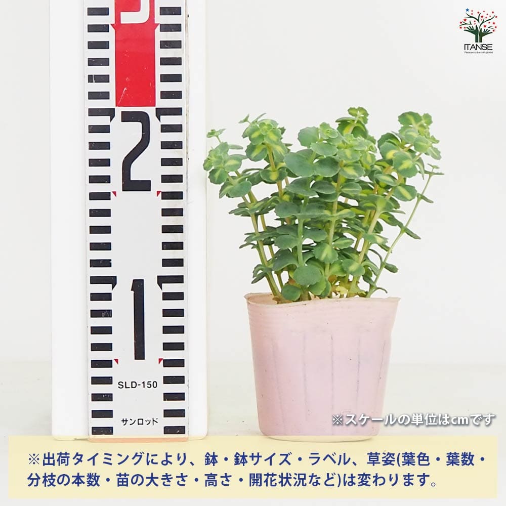 観葉植物 斑入ミセバヤ 【観葉植物 3.5号】｜ 【植物のITANSE