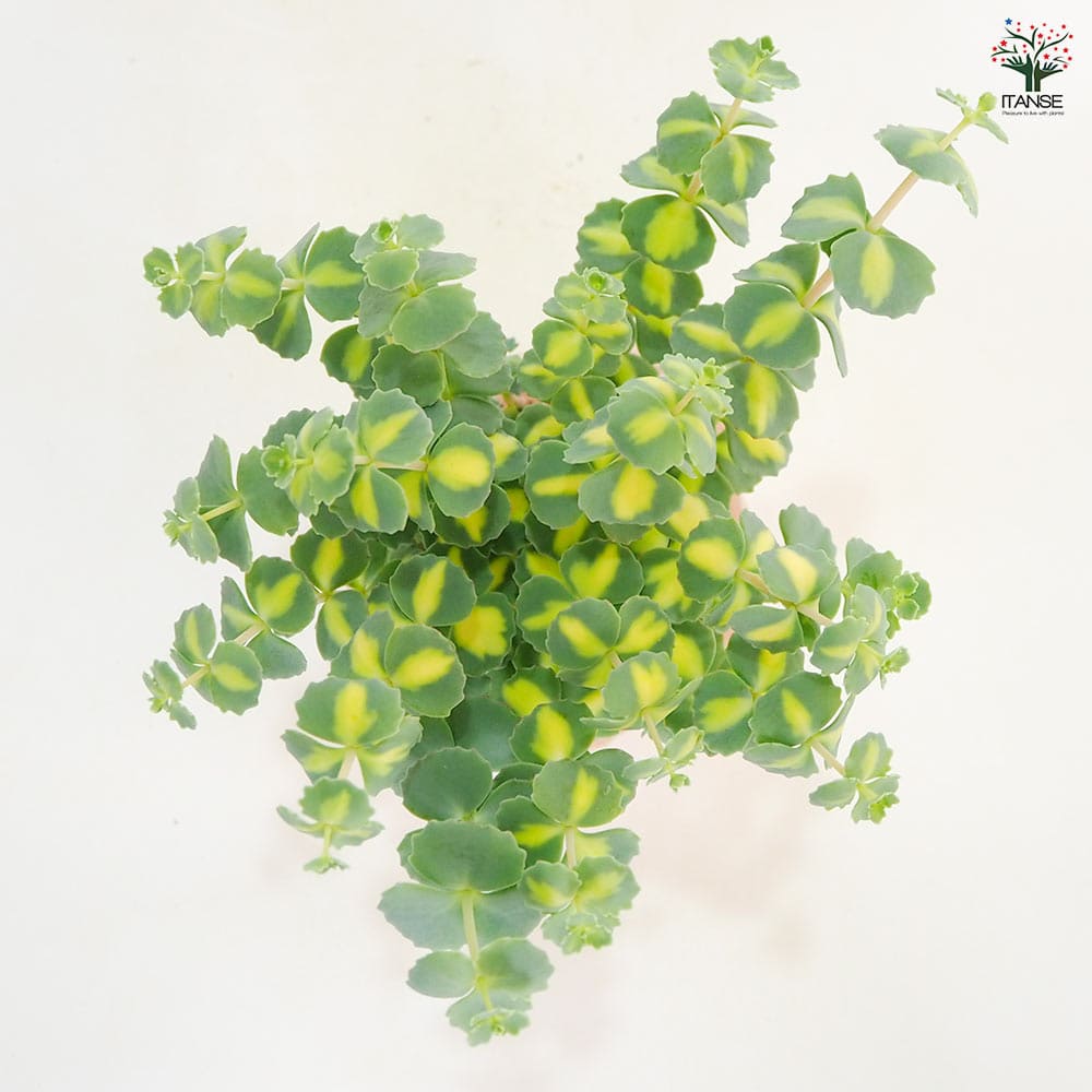 観葉植物 斑入ミセバヤ 【観葉植物 3.5号】｜ 【植物のITANSE