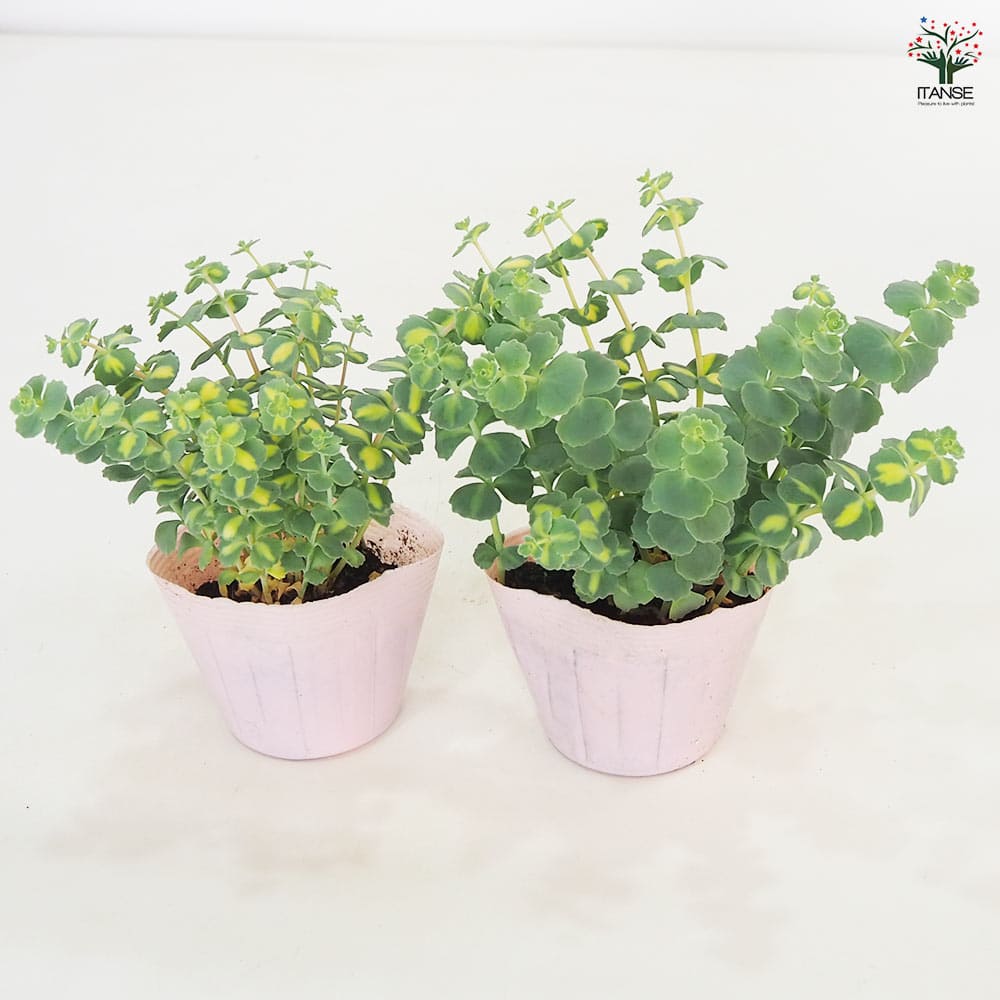 観葉植物 斑入ミセバヤ 【観葉植物 3.5号】｜ 【植物のITANSE
