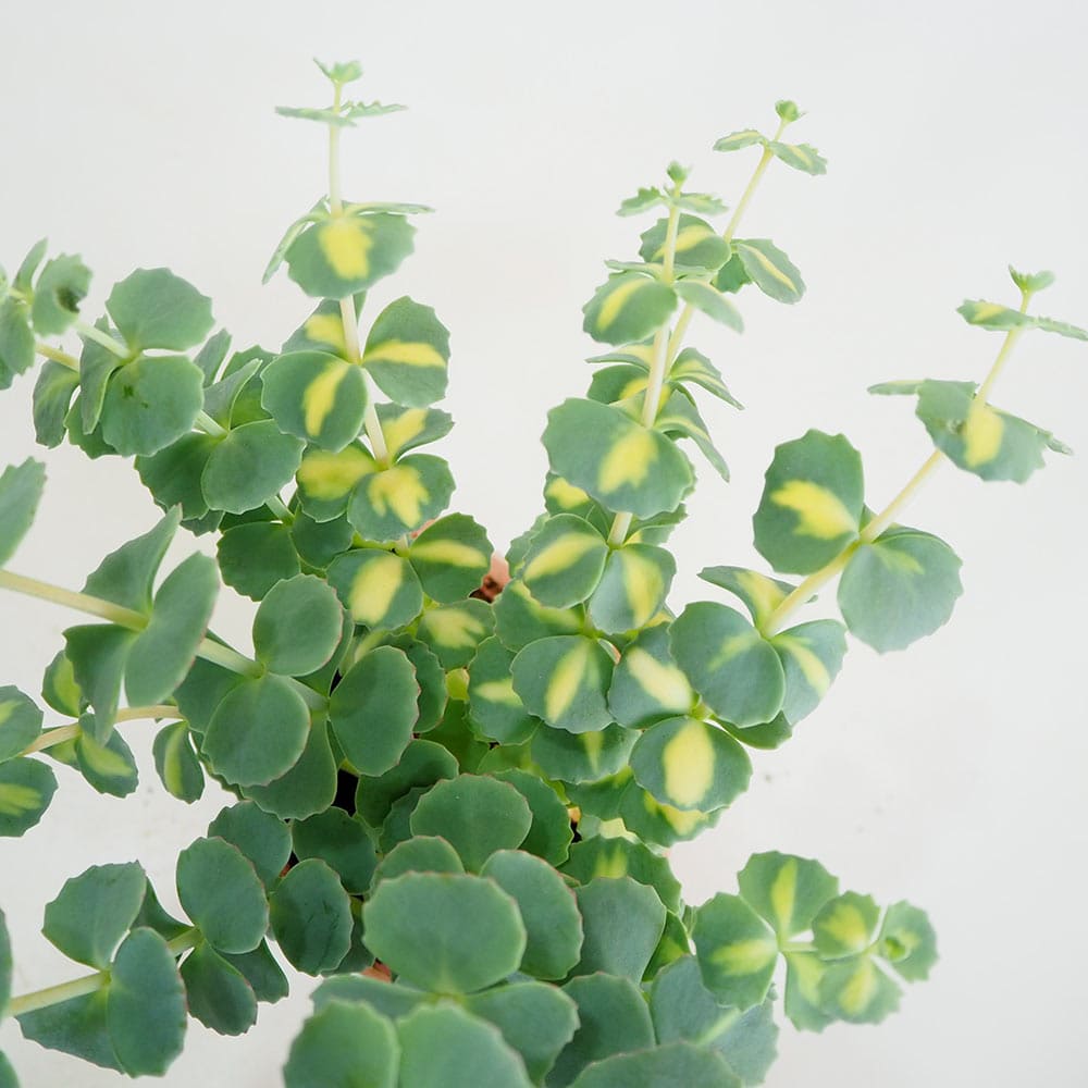 観葉植物 斑入ミセバヤ 【観葉植物 3.5号】｜ 【植物のITANSE