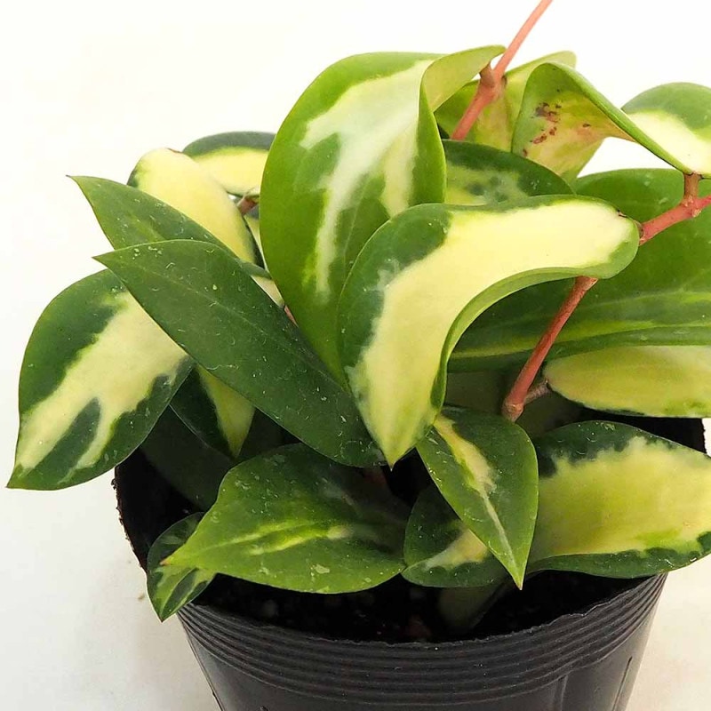 ホヤ｜【植物のITANSE】全品送料無料・即出荷!