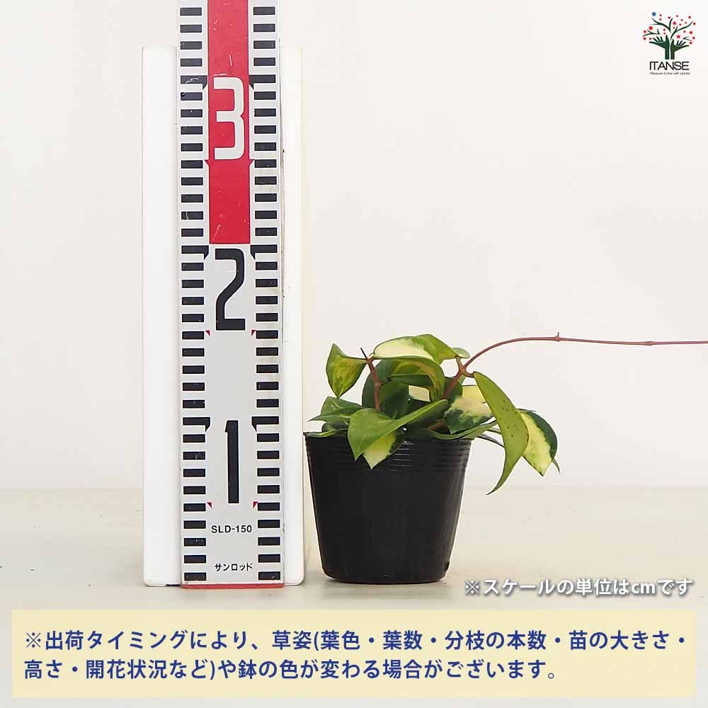 ホヤ (桜ラン) アクター 【観葉植物 3.5号】｜ 【植物のITANSE