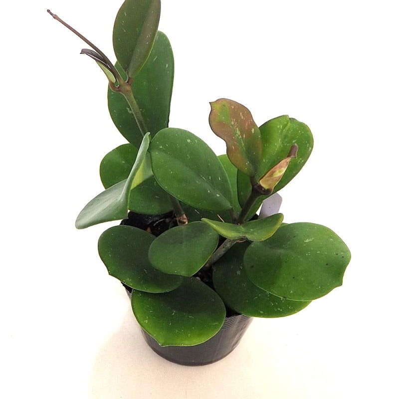 【V❗️高さ120㎝前後❗️】レモンティーツリー　ティーツリー 2本セット レプトスペルマム：レモンティーツリー5号ポット の通販 | 園芸