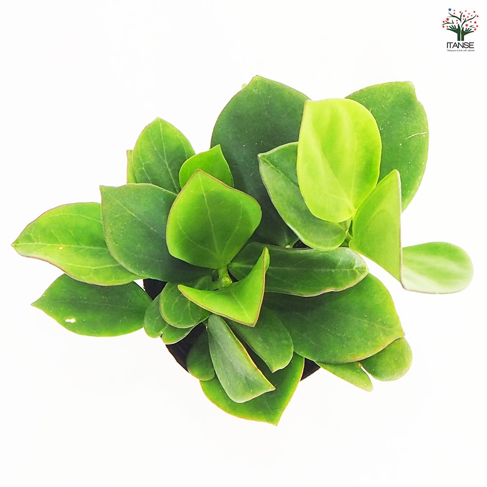 ホヤ (桜ラン) パキクラダ 【観葉植物 3.5号】｜ 【植物のITANSE