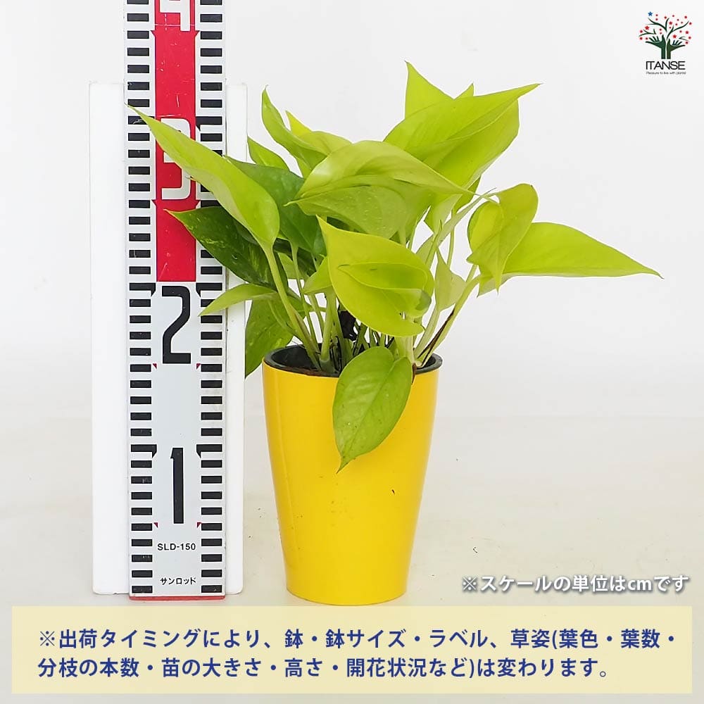 ポトス ライム4号長鉢 【観葉植物 4号】｜ 【植物のITANSE】全品