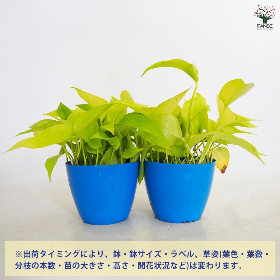 ポトス　ライムコンパクト　散り斑入り　5号ロング鉢 園芸ネット本店｜ポトス：ライム5号吊り鉢 の通販【公式】