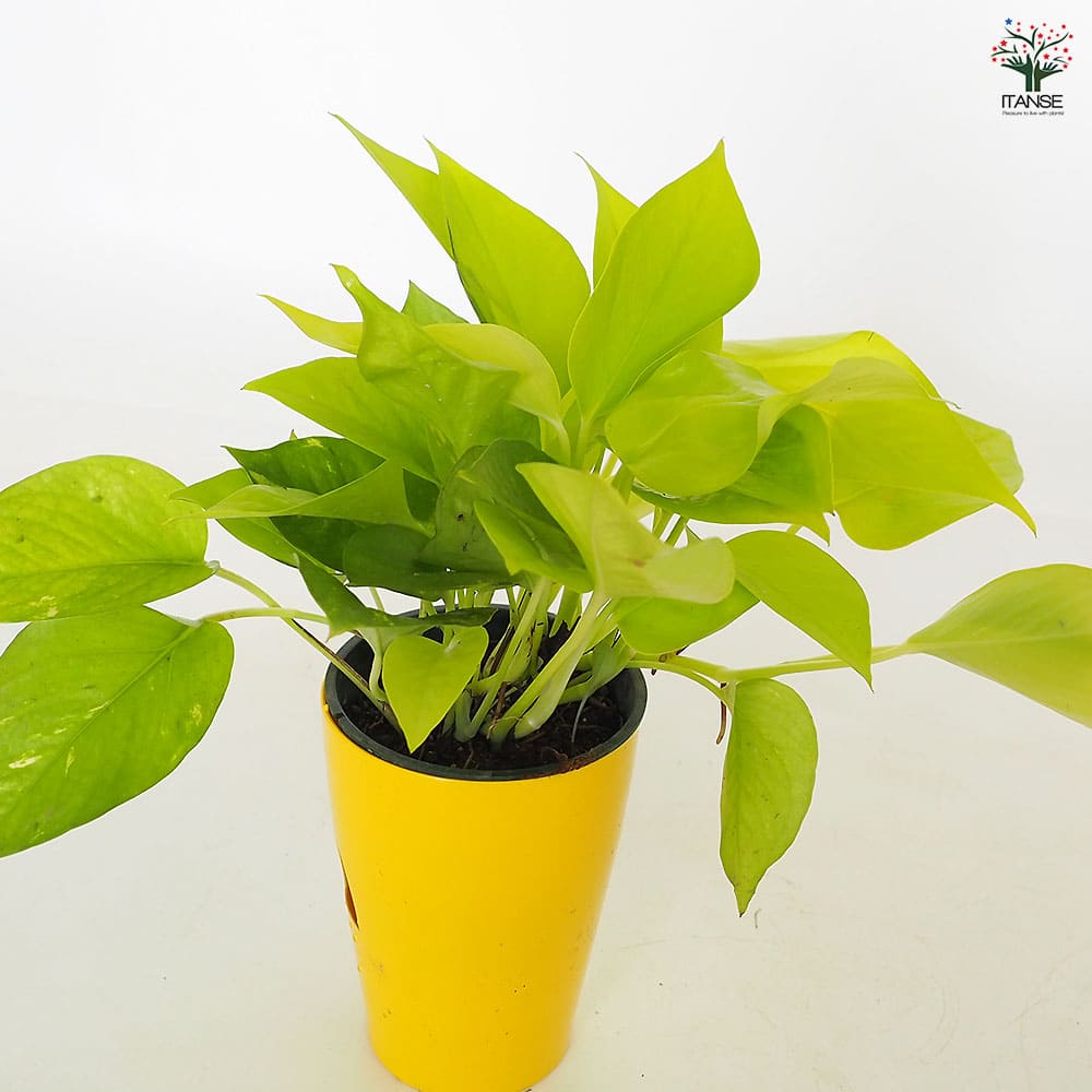 ポトス☆ライムコンパクト☆鉢苗☆9272 ポトス☆ライムコンパクト☆鉢苗☆9272 観葉植物】ポトス ライム 4.5寸吊