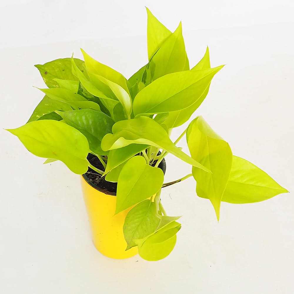 ポトス ライム4号長鉢 【観葉植物 4号】｜ 【植物のITANSE】全品