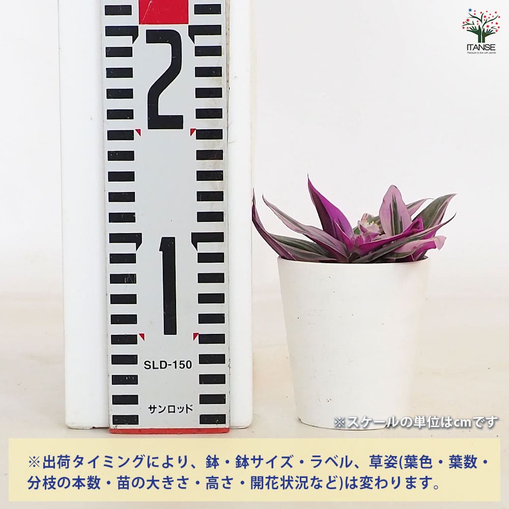 観葉植物 トラディスカンチア ナヌーク 【観葉植物 3号】｜ 【植物の