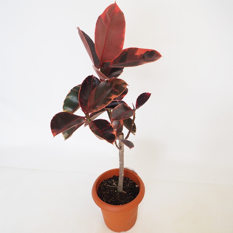 観葉植物 フィカス・エラスティカ・メラニー(ゴムの木の仲間)【観葉