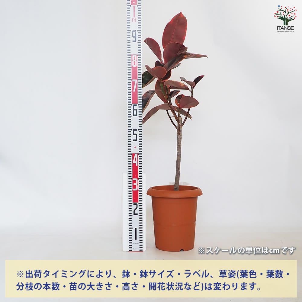 フィカス ルビー 【観葉植物 8号／1個売り】｜ 【植物のITANSE