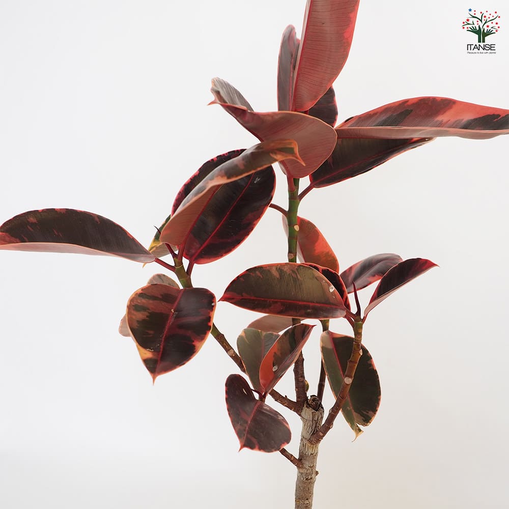 フィカス ルビー 【観葉植物 8号／1個売り】｜ 【植物のITANSE