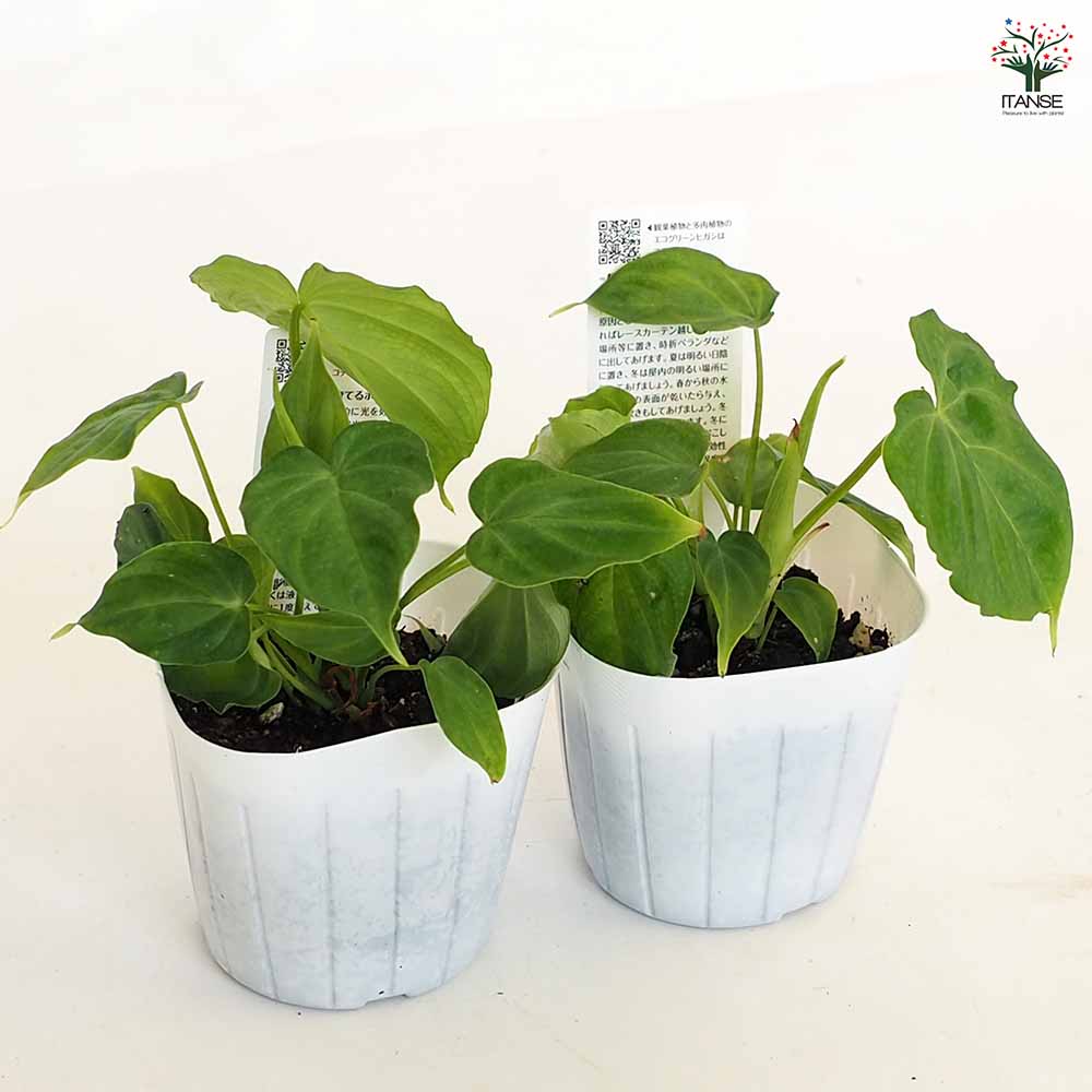 フィロデンドロン ベルコーサム 6号 フィロデンドロン ベルコーサム
