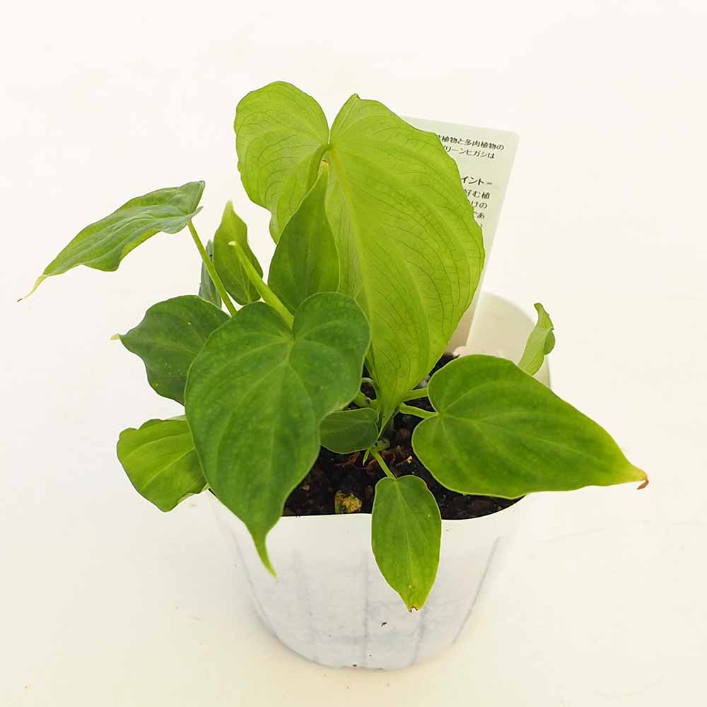 フィロデンドロン ベルコーサム 【観葉植物 3号】