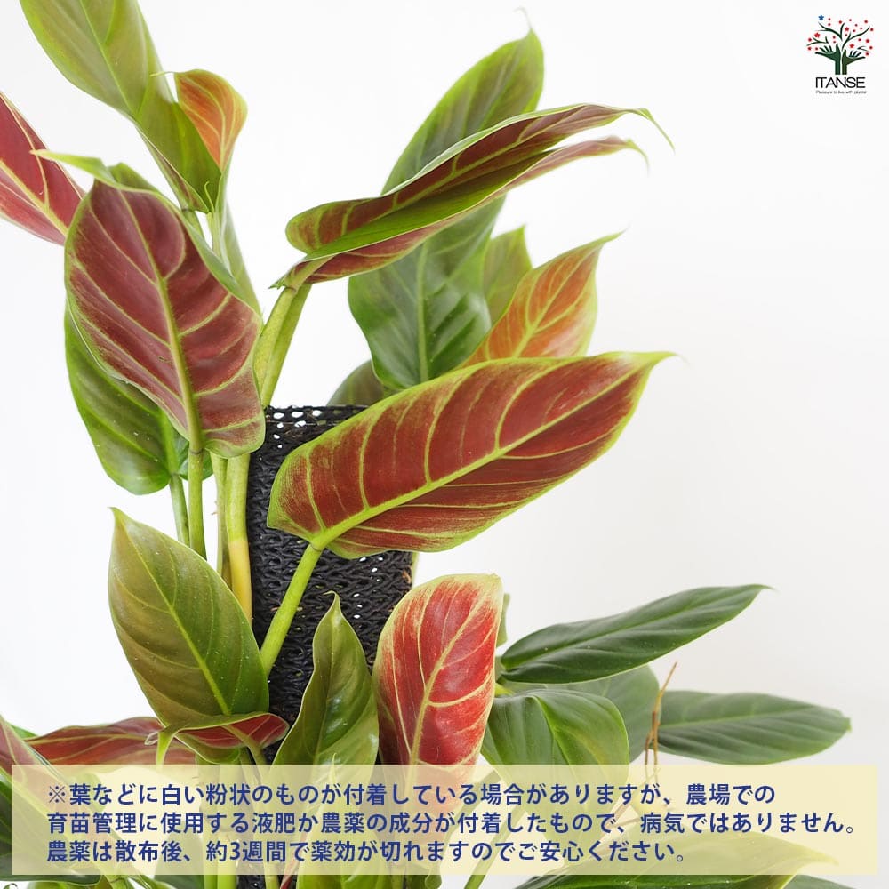 フィロデンドロン クレウンタム 【観葉植物 8号／1個売り】｜ 【植物の