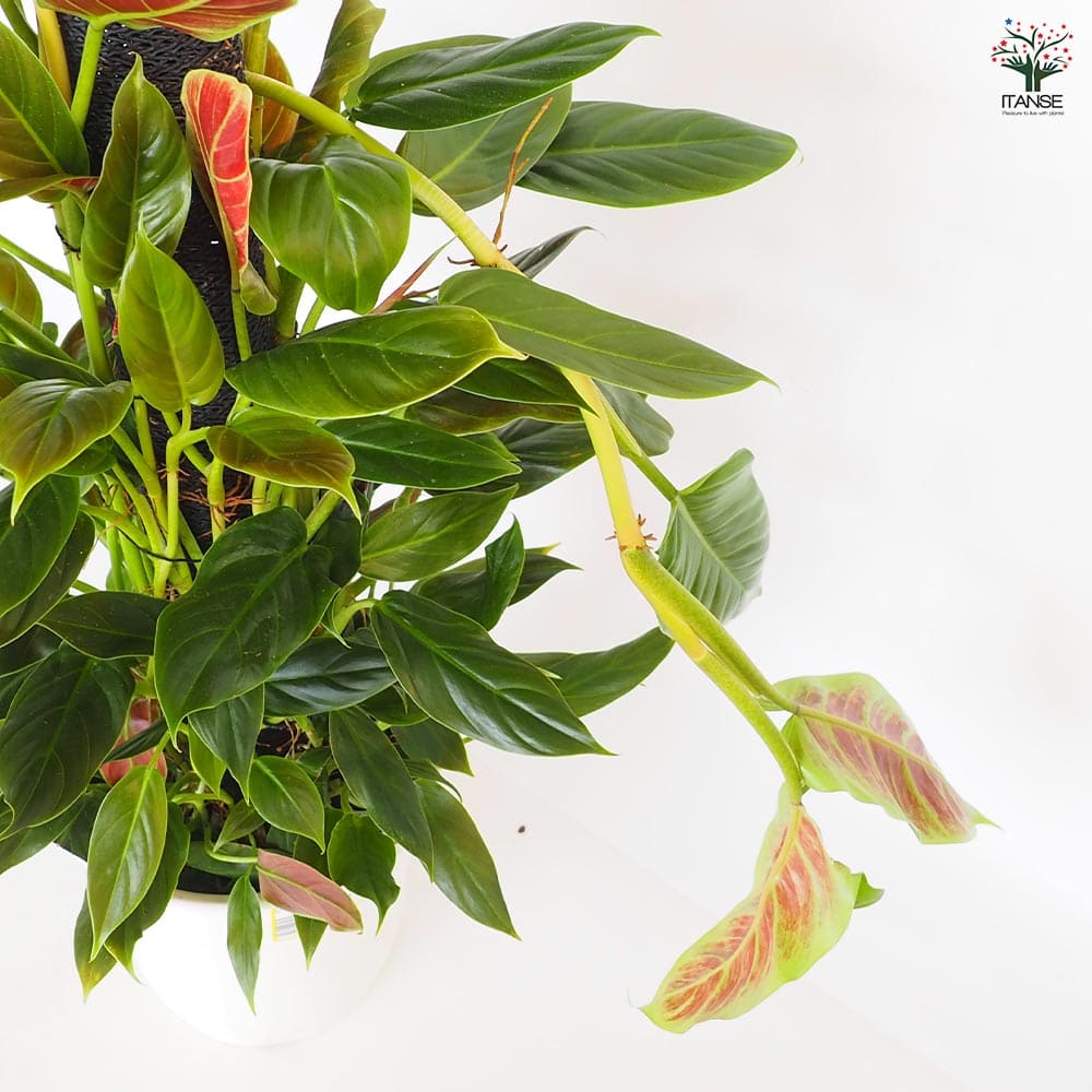 フィロデンドロン クレウンタム 【観葉植物 8号／1個売り】｜ 【植物の