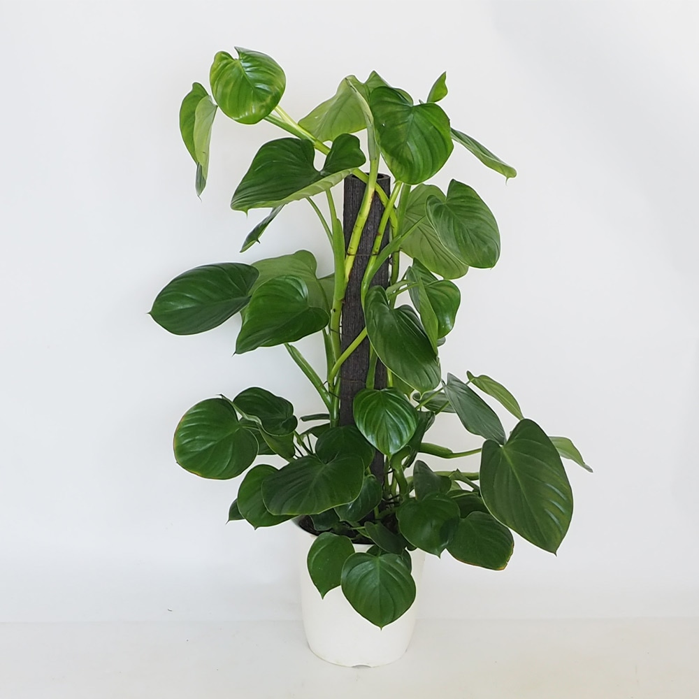 フィロデンドロン ピッチェリー 【観葉植物 8号／1個売り】