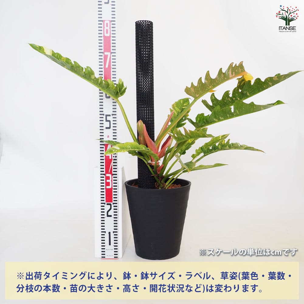 フィロデンドロン リングオブファイヤ 【観葉植物 8号／1個売り