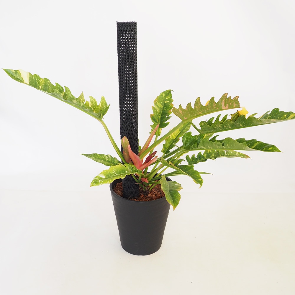 フィロデンドロン リングオブファイヤ 【観葉植物 8号/1個売り】