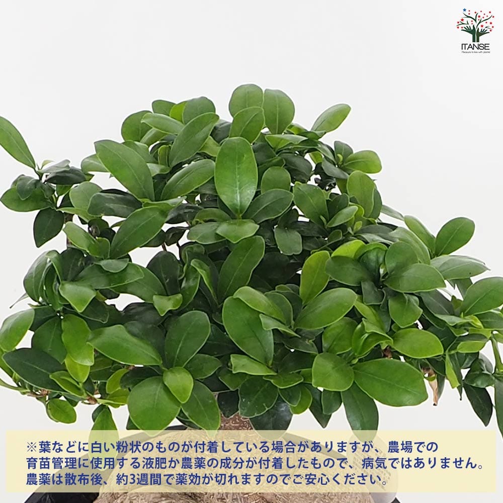 人参ガジュマル 【観葉植物 9号／1個売り】｜ 【植物の
