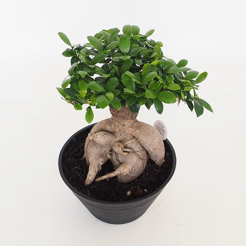 人参ガジュマル 【観葉植物 9号／1個売り】