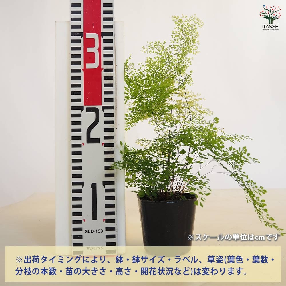 観葉植物 アジアンタム ミクロフィラム 【観葉植物 3号】｜ 【植物の