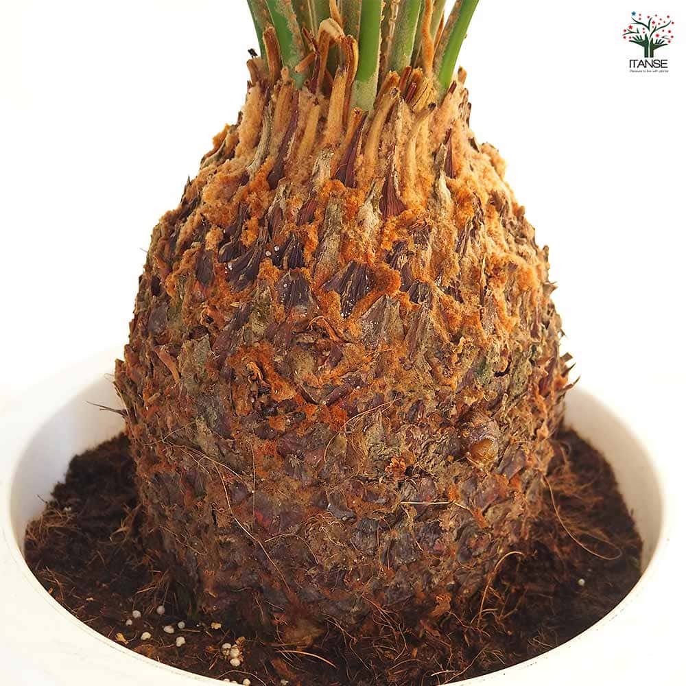 ソテツ 【観葉植物 10号／1個売り】｜ 【植物のITANSE