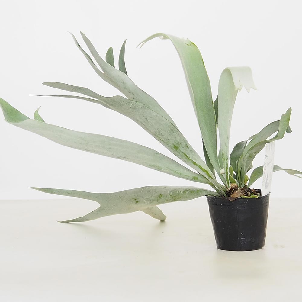 観葉植物 コウモリラン ビカクシダ 親株 子株 出品まとめて確認ページ