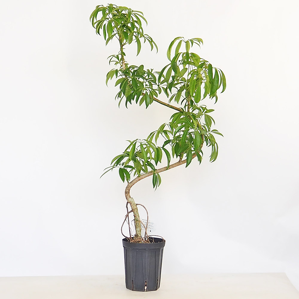 シェフレラ 曲がり 【観葉植物 5号／1個売り】