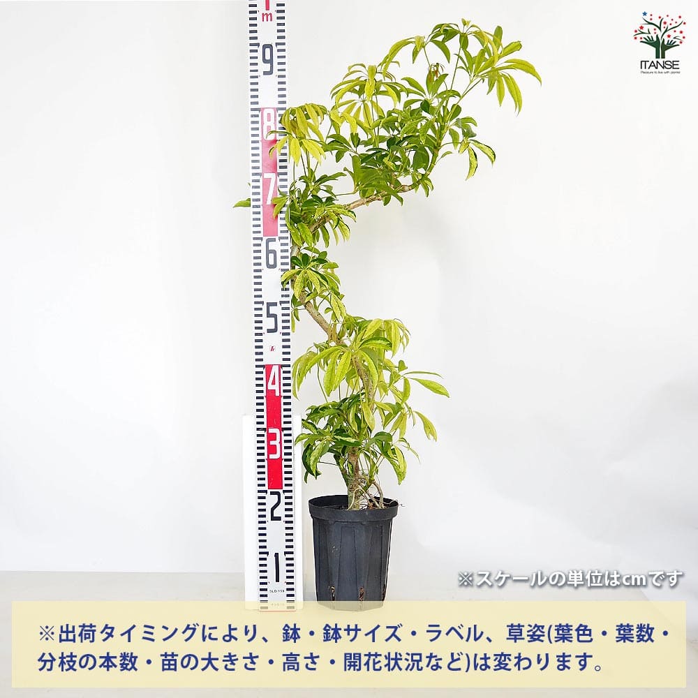 シェフレラ アッシュフォリア曲がり 【観葉植物 5号／1個売り