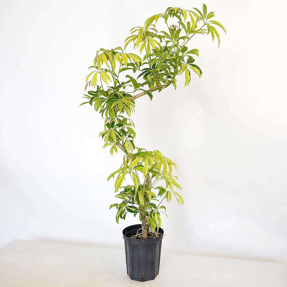 シェフレラ アッシュフォリア曲がり 【観葉植物 5号／1個売り】